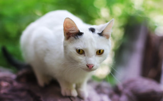 White cat black spots rock - green tree free wallpaper