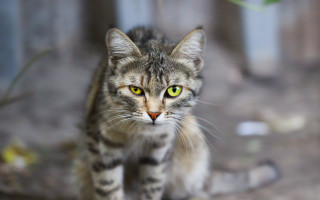 Cat green eyes fence tilt - a green leaf free wallpaper