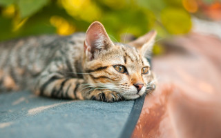Cat ledge sun blurry bokeh - outside free wallpaper