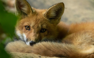 Fox closeup rock plant blurry - primitivism free wallpaper