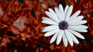 White flower blue center red - a blue center free wallpaper