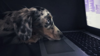 Dog sitting laptop furry realistic - the keyboard free wallpaper