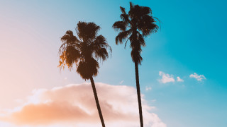 Palm trees blue sky clouds 5 - palm tree free wallpaper