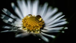 Flower water droplets black background - center free wallpaper