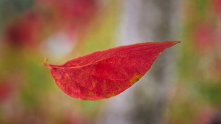 Red leaf fall autumn macro - background of leaves free wallpaper