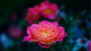 Pink flower yellow center garden 2 - rose free wallpaper