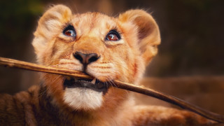 Lion cub surprised stick photorealistic - its mouth free wallpaper