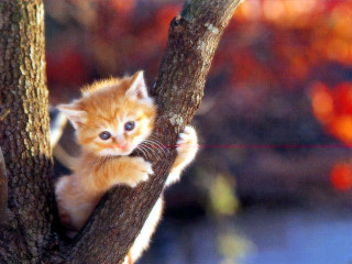 Small kitten climbing tree branch - a small kitten free wallpaper