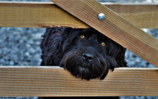 Black dog peeking under bench - a black dog free wallpaper