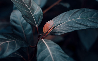 Leaf red center green plant - nature photography free wallpaper