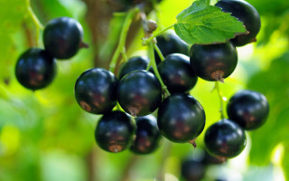 Black berries green leaves bokeh - branch free wallpaper