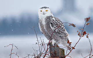 Snowy owl perched post tree - a city in the background free wallpaper