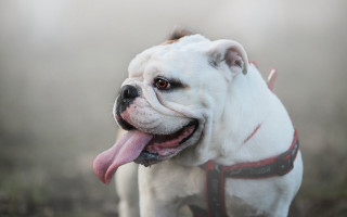White dog red collar tongue - mouth free wallpaper