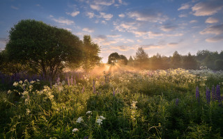 Flower field trees sunrise mountain - sunrise free wallpaper