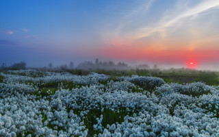 Flower field sunset clouds mountain - a field of flowers free wallpaper