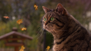 Cat green eyes leaves wooden - photorealism free wallpaper