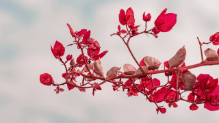 Red flower branch leaves cloudy - claire dalby free wallpaper
