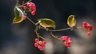 Birds branch berries food puzzle - choi buk free wallpaper for desktop