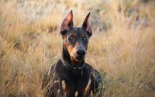 Sad dog in field hyperrealism - tall grass free wallpaper