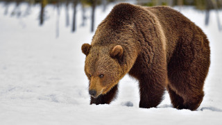 Brown bear snow forest fence - in a forest area free wallpaper