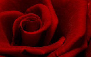Red rose closeup black background 2 - a red rose free wallpaper for desktop