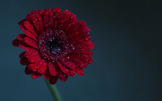 Red flower water droplets dark - a red flower free wallpaper