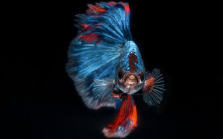 Blue red fish hologram award - fish free wallpaper