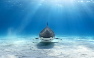 Shark sunbeams ocean water photorealism - bob ringwood free wallpaper