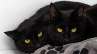 Black cats yellow eyes blanket - a blanket free wallpaper