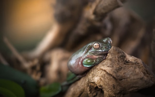 Frog branch bokeh depth of - a blurry background of leaves free wallpaper