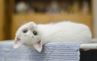 White kitten pile towels table - a table next free wallpaper