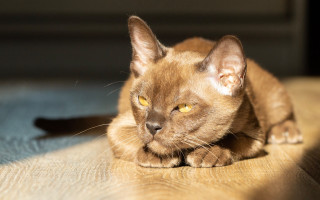 Curious cat on wooden floor - a wooden floor free wallpaper