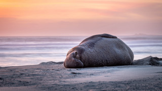 Elephant beach sunset ocean sky - sandy free wallpaper
