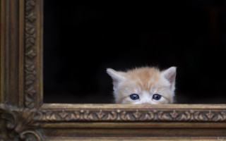 Kitten window blueeyes blurry depthaward - kitten free wallpaper