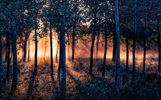 Forest light rays moon stars - a forest free wallpaper