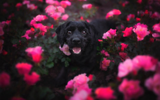 Black dog pink flowers blurry - a black dog free wallpaper