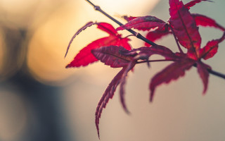Red leaves branch blurry building - a branch free wallpaper