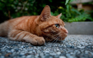 Cat laying eyes closed plant - a plant in the background free wallpaper