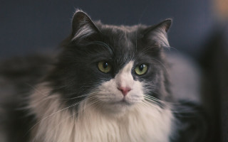 Black cat green eyes regal - renaissance free wallpaper