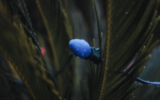 Pine tree water droplets red - water droplet free wallpaper