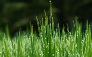 Dew grass macro nature blurry - a blurry background of trees and grass free wallpaper