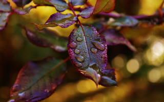 Leaf water drops macro blurry - shallow free wallpaper for desktop