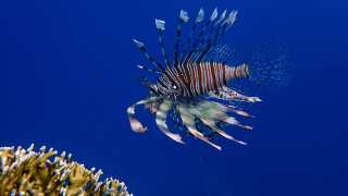 Lionfish blue water corals sponges - the ocean free wallpaper for desktop