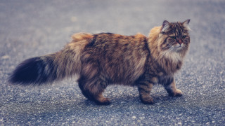 Fluffy cat walking street red - a parking lot free wallpaper