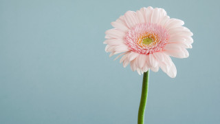 Pink flower green center blue - minimalism free wallpaper for desktop