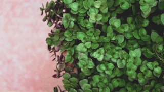 Green leaves pink wall ivy - a pink wall behind free wallpaper