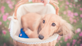 Dog basket hand head shiba - chang daichien free wallpaper