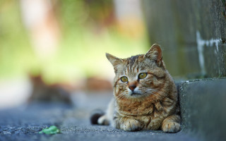 Cat wall green bokeh animal - a wall free wallpaper