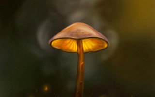 Mushroom yellow light smoke digital - a yellow light free wallpaper