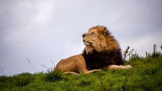 Lioness laying grassy field cloudy - a grassy field free wallpaper